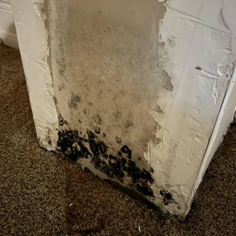 Professional Mold Removal in Anderson, CA